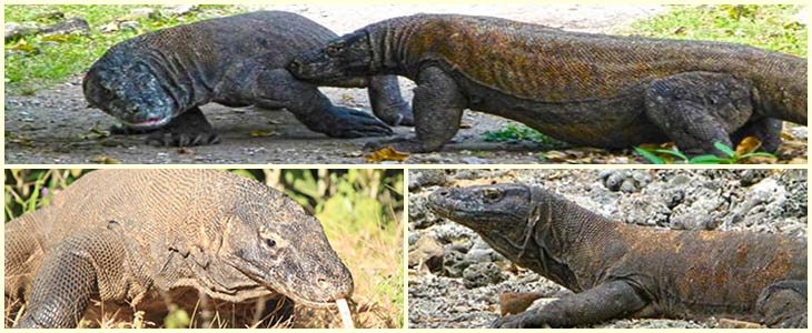 Komodo Entdecken
